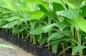 Banana Tissue Cultured Plants